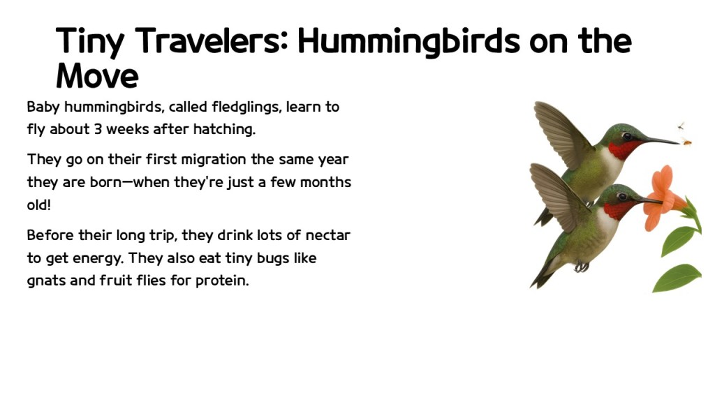 Illustration of two baby hummingbirds learning to fly, with a floral background and accompanying text about their migration and diet.