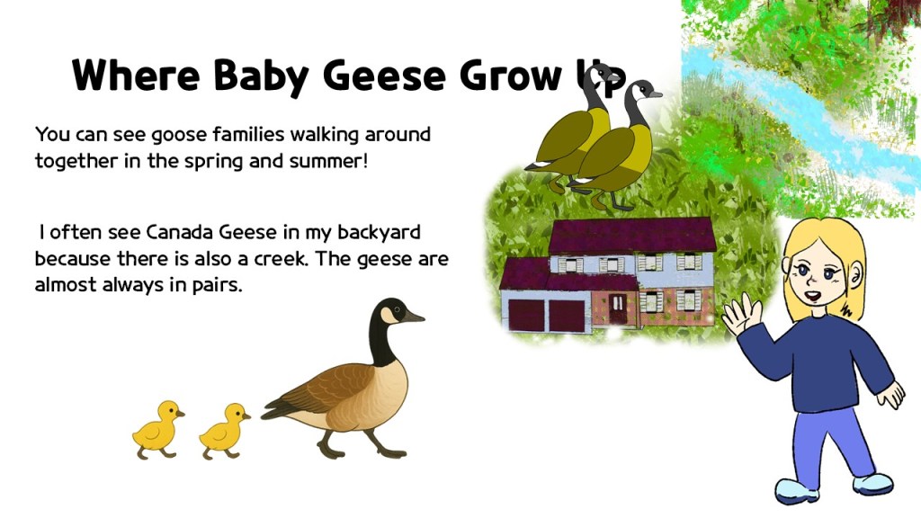An illustration depicting a young child talking about where baby geese grow up, featuring a mother goose with two goslings, a pair of adult geese, a house, and a creek surrounded by greenery.