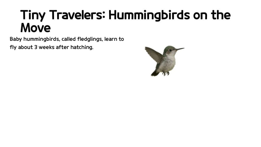A baby hummingbird, called a fledgling, is shown flying with a description about learning to fly at three weeks after hatching.