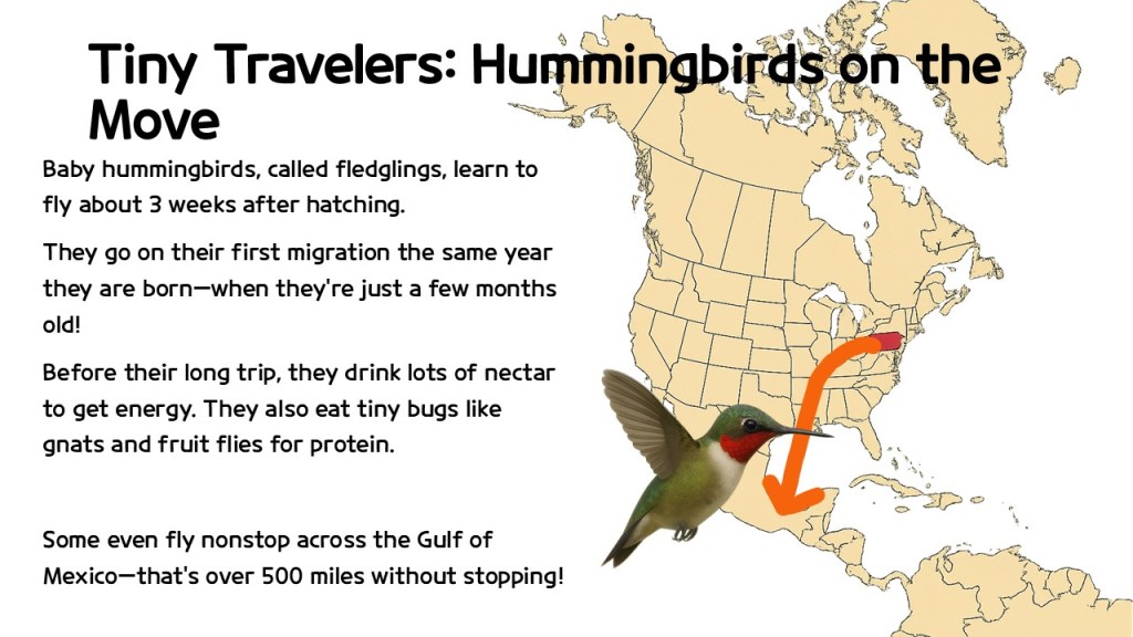 Illustration of a hummingbird with text about baby hummingbirds learning to fly and migrating. A map of North America shows a migration route.