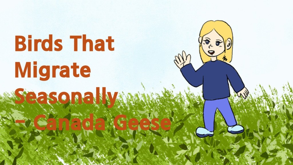 Illustration of a child with blonde hair waving while standing on grass, accompanied by the text 'Birds That Migrate Seasonally - Canada Geese'.