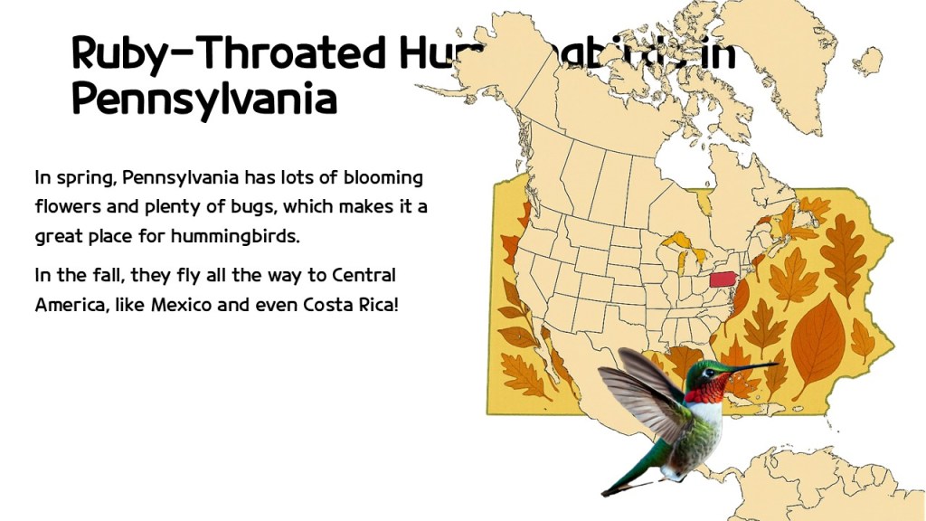 An educational graphic about Ruby-Throated Hummingbirds in Pennsylvania, featuring a map highlighting the state and a colorful illustration of a hummingbird in flight.