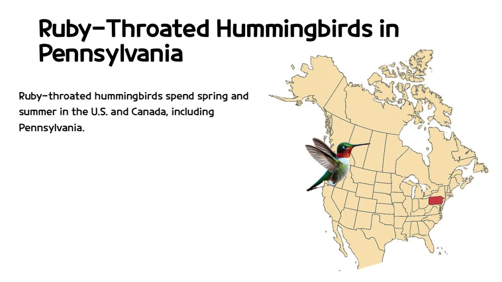 A map of North America highlighting Pennsylvania with a ruby-throated hummingbird in the foreground. The text explains that ruby-throated hummingbirds spend spring and summer in the U.S. and Canada, including Pennsylvania.