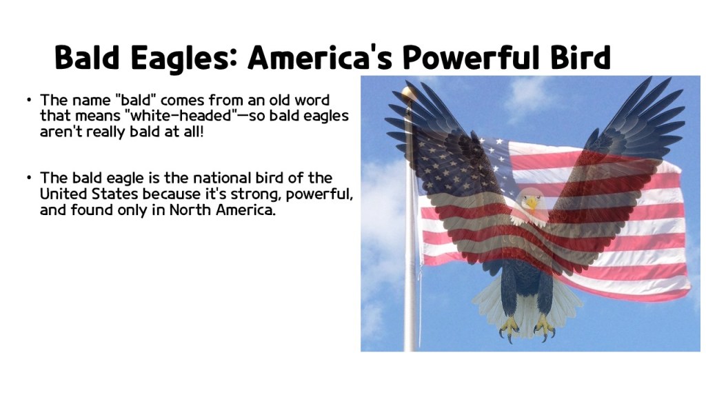 A bald eagle flying in front of an American flag, with text highlighting key facts about the bald eagle.