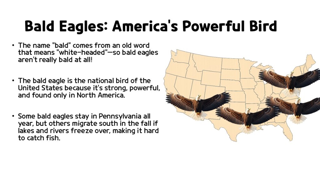 An infographic about bald eagles, featuring text about their characteristics and migration patterns, along with four images of bald eagles flying over a map of the United States.