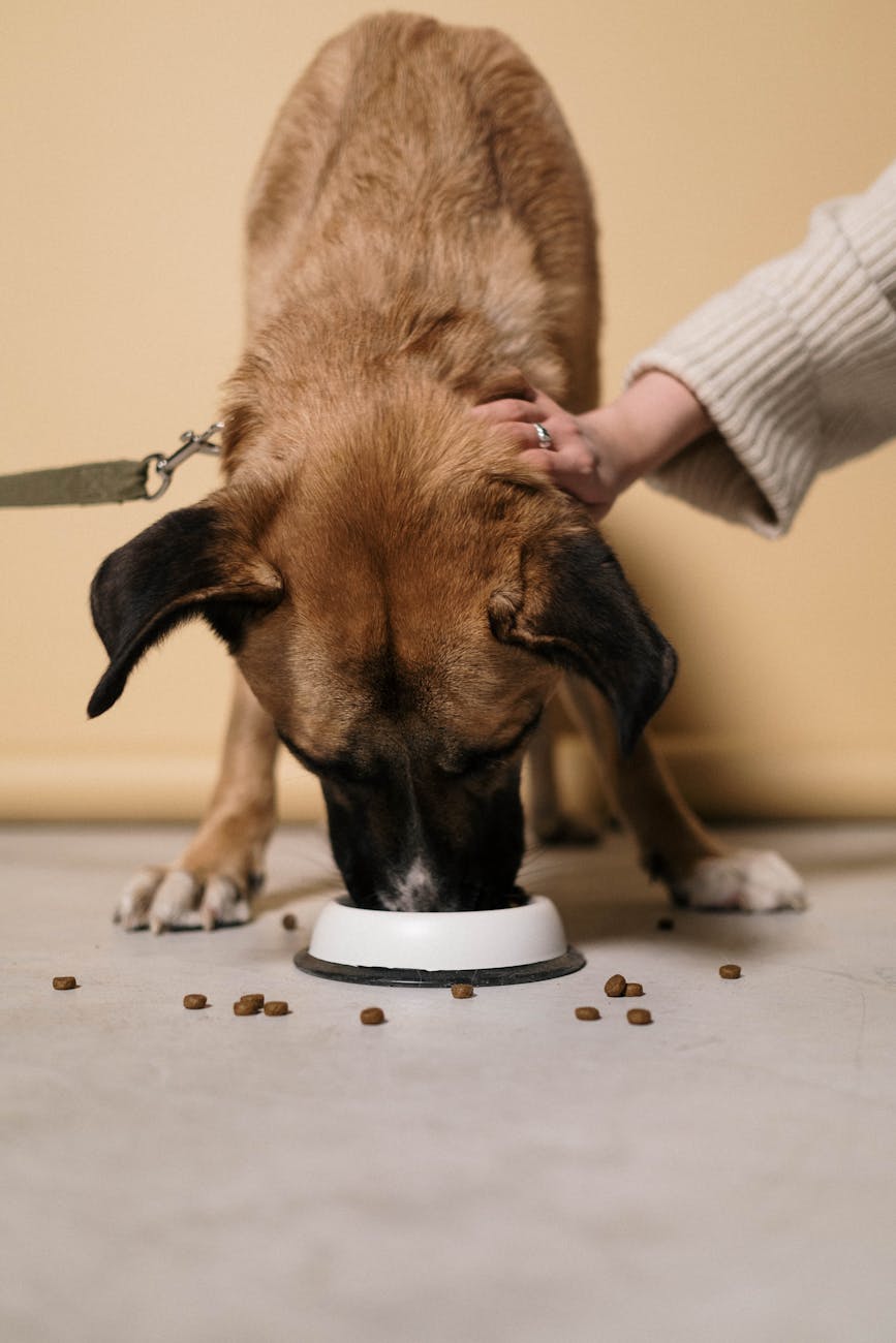 Understanding Dogs’ Sense of Taste and&nbsp;Appetite