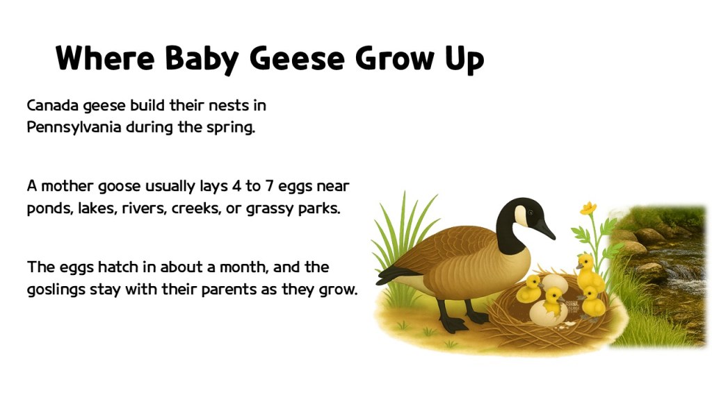 Illustration of a mother Canada goose with her goslings near a nest in Pennsylvania, accompanied by greenery and a small stream.