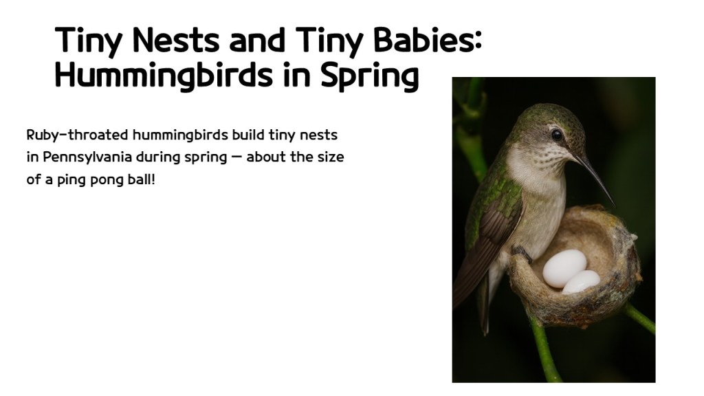 A ruby-throated hummingbird sitting beside a small nest containing two white eggs, with text describing tiny nests and hummingbirds in spring.