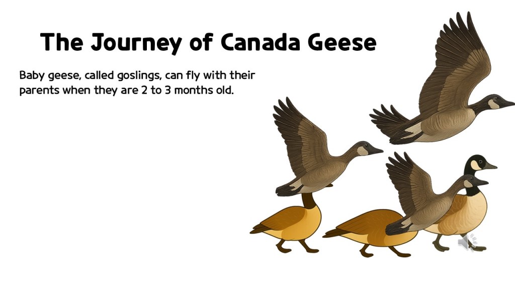 An illustrated scene featuring Canada geese, including flying adults and grounded goslings, with the title 'The Journey of Canada Geese' and descriptive text about goslings flying with their parents.