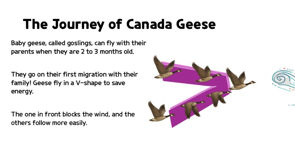 An illustration titled 'The Journey of Canada Geese' featuring text about baby geese called goslings, their migration patterns, and how they fly in a V-shape to save energy, with a visual of flying geese and arrows.