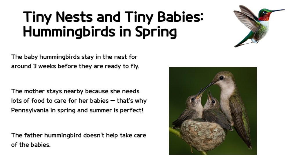 A graphic titled 'Tiny Nests and Tiny Babies: Hummingbirds in Spring' featuring two baby hummingbirds in a nest and an adult hummingbird nearby.