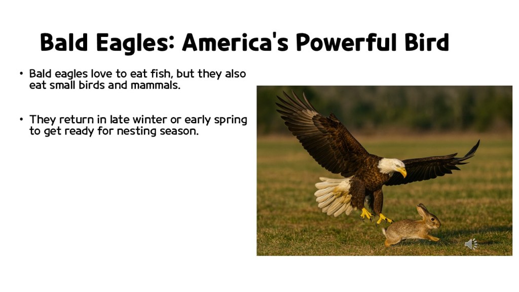 Bald eagle in flight attempting to catch a rabbit on the ground, with a grassy landscape in the background.