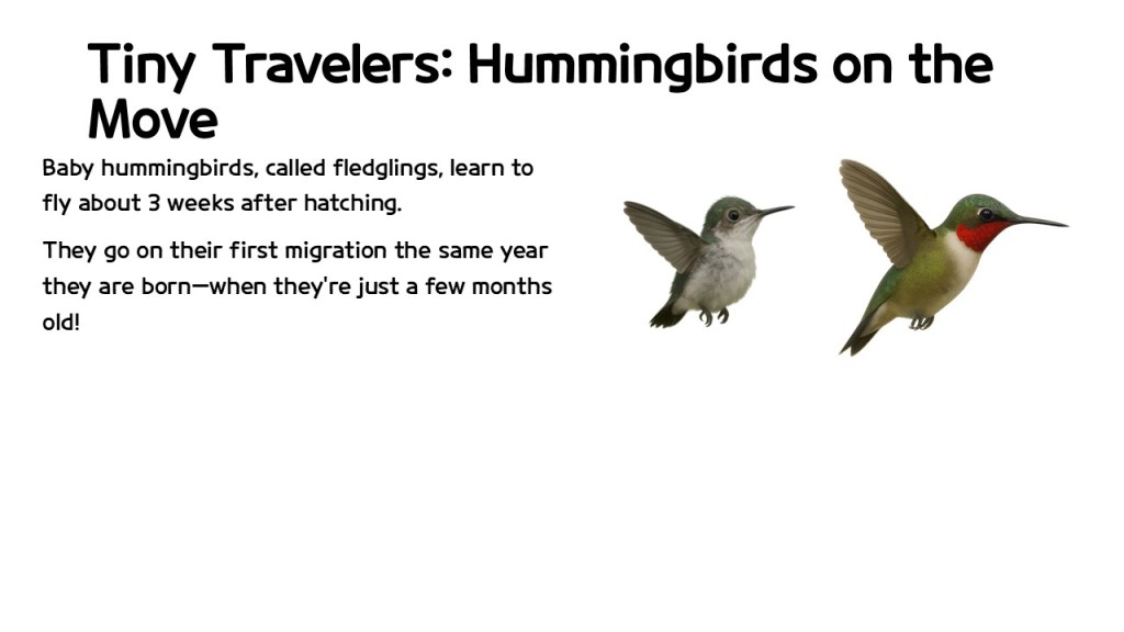 An educational graphic titled 'Tiny Travelers: Hummingbirds on the Move' featuring two hummingbirds, one a fledgling and the other an adult in flight, along with text discussing hummingbird development and migration.