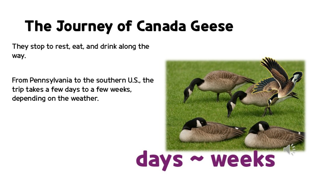 Illustration of Canada Geese on grass, showing several geese resting and foraging for food with a heading about their journey.
