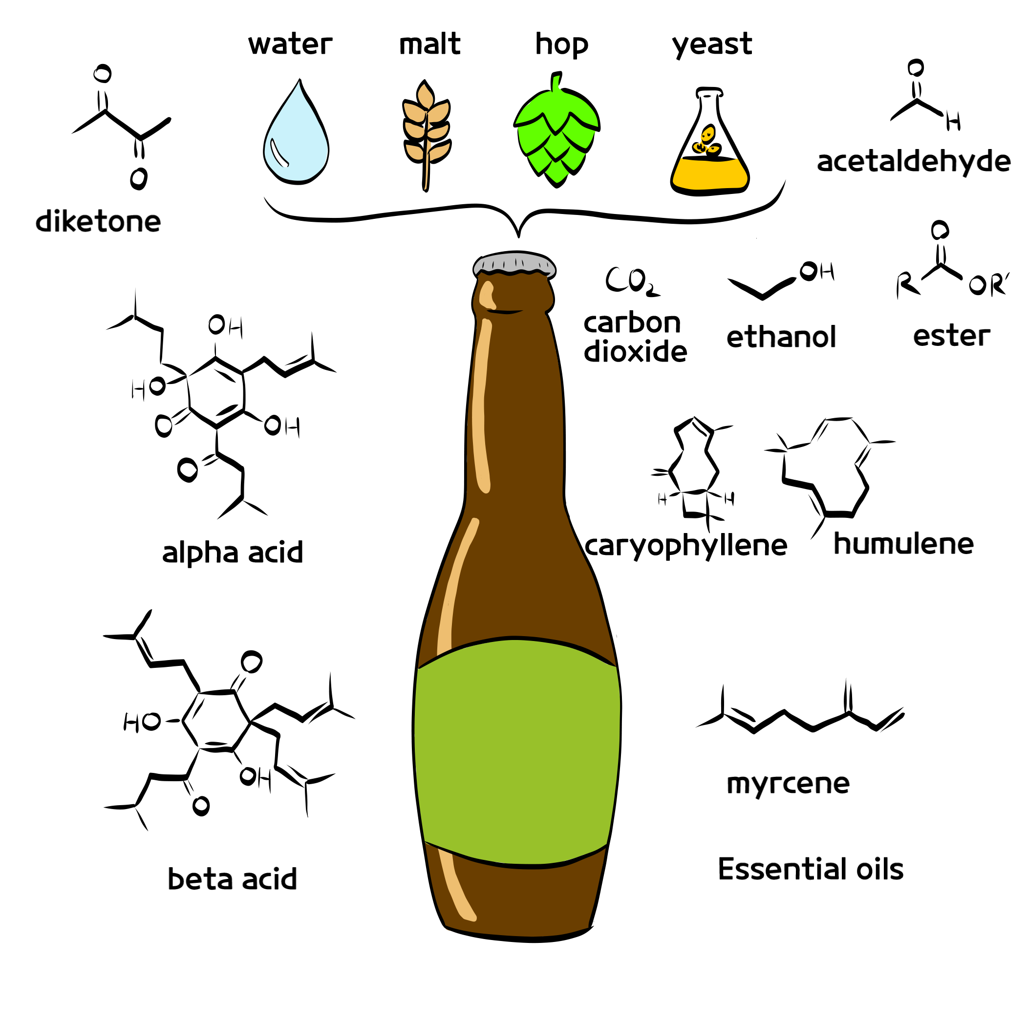The Science of Beer: From Brewing to Tasting – Leo & Leah