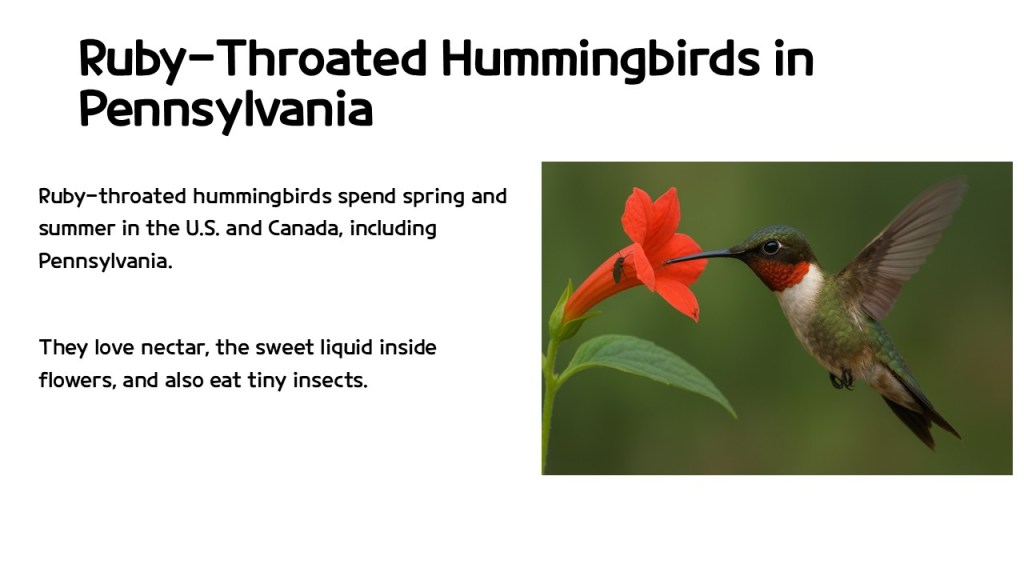 A ruby-throated hummingbird feeding on a bright red flower against a blurred green background.