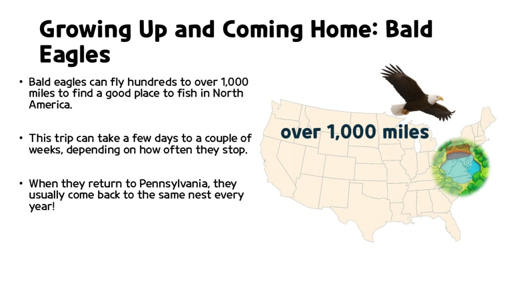 Infographic about bald eagles, featuring information on their migration distances, with an illustration of an eagle flying above a map of North America showing over 1,000 miles.